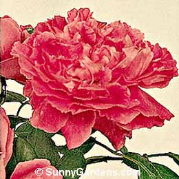 Rosa, Hybrid Perpetual Rose