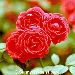 Rosa, Paul's Scarlet Climber Rose
