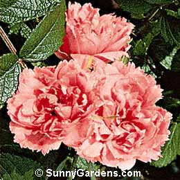 Rosa, Hybrid Rugosa Rose
