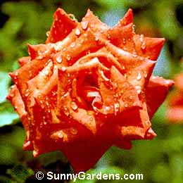 Rosa, Prominent Rose