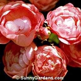 Rosa