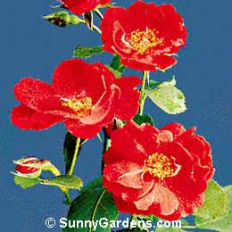 Rosa, Floribunda Rose