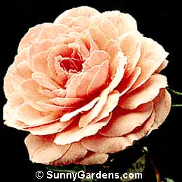 Rosa, Floribunda Rose
