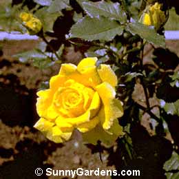 Rosa