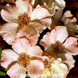 Rosa, Climbing Rose