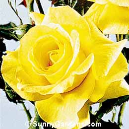 Rosa, Floribunda Rose
