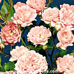 Rosa