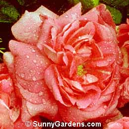 Rosa, Antique Rose
