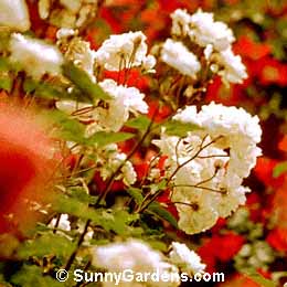 Rosa, White Pet Rose, Little White Pet