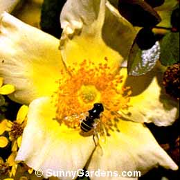 Rosa bracteata, Mermaid Rose
