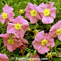 Rosa carolina, Carolina Rose, Pasture Rose