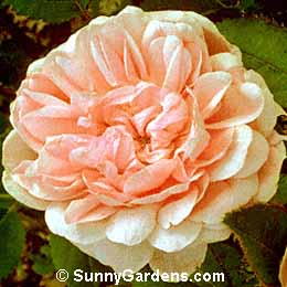 Rosa x damascena bifera