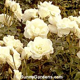 Rosa floribunda, Rosa 'Schneewittchen'