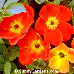 Rosa foetida, Austrian Copper Rose, Austrian Copper Briar