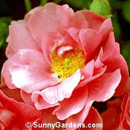 Rosa gallica officinalis, Apothecary's Rose, Apothecaries' Rose, Red Rose of Lancaster