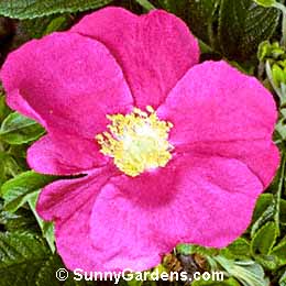 Rosa rugosa, Rugosa Rose, Japanese Rose