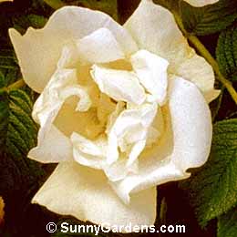Rosa rugosa, Blanc Double de Coubert Rose, Ramanas Rose, Sea Tomato