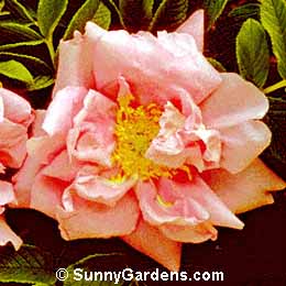 Rosa rugosa, Delicata Rose, Ramanas Rose, Sea Tomato