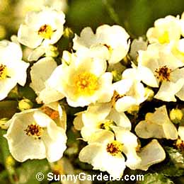 Rosa soulieana