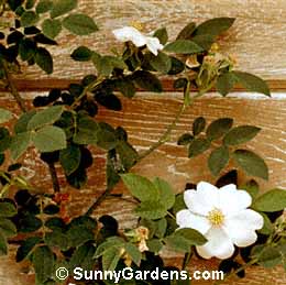 Rosa sweginzowii