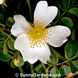 Rosa wichuraiana poteriifolia, Memorial Rose