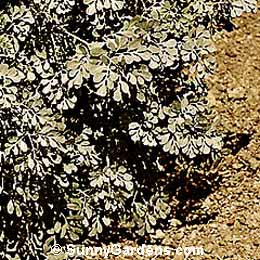 Ruta graveolens, Common Rue, Herb of Grace, Herbygrass