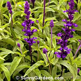 Salvia farinacea, Mealy-Cup Sage