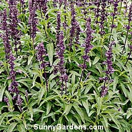 Salvia farinacea, Mealy Cup Sage