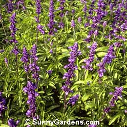 Salvia farinacea, Victoria Blue Mealy Cup Sage