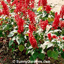 Salvia splendens, Scarlet Sage