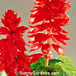 Salvia splendens, Scarlet Sage