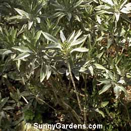 Salvia apiana, Bee Sage, California White Sage