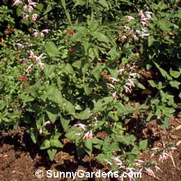 Salvia coccinea, Perennial Sage