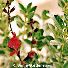 Salvia greggii, Autumn Sage