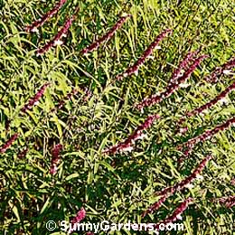 Salvia leucantha, Mexican Bush Sage