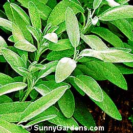 Salvia officinalis, Common Sage, Culinary Sage, Garden Sage