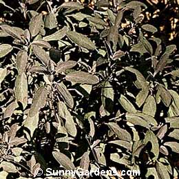 Salvia officinalis purpurea, Purple Sage, Red Sage, Common Sage