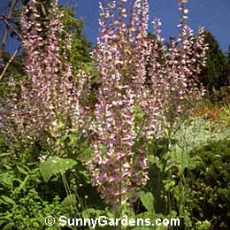 Salvia sclarea, Clary Sage
