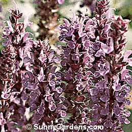 Salvia x superba, Perennial Sage