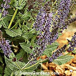 Salvia superba, Perennial Sage
