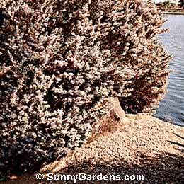 Leucophyllum frutescens, Texas Silverleaf, Texas Ranger