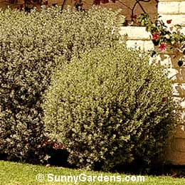 Leucophyllum frutescens, Compact Texas Sage, Ceniza