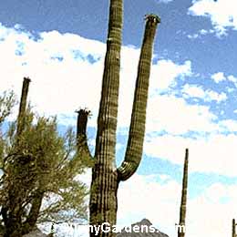 Carnegiea gigantea, Saguaro