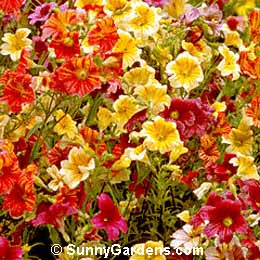 Salpiglossis sinuata, Painted Tongue