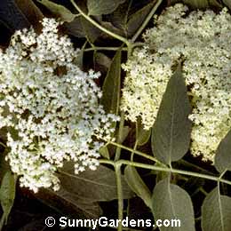 Sambucus caerulea, Blue Elder, Blue Elderberry