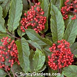 Sambucus callicarpa, Pacific Red Coast Elder, Coast Red Elderberry, Red Elderberry