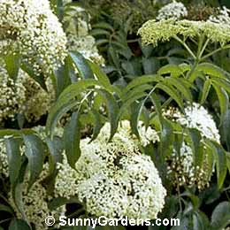 Sambucus canadensis, American Elder, Sweet Elder