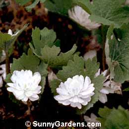 Sanguinaria canadensis