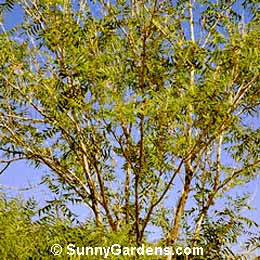 Sapindus saponaria, Soapberry, False Dogwood
