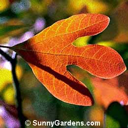 Sassafras albidum, Common Sassafras